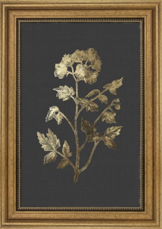 framed art -  botanical