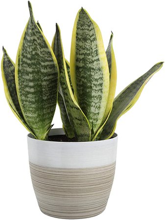 Amazon.com : Costa Farms Snake, Sansevieria White-Natural Decor Planter Live Indoor Plant, 12-Inches Tall, Grower's Choice : Home & Kitchen