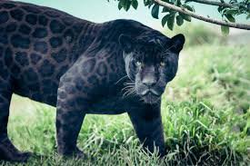 black panther animal - Google Search