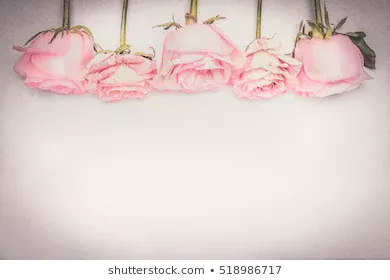 Pink Rose Floral Border Bokeh Lighting Stock Photo (Edit Now) 518986789 - Shutterstock