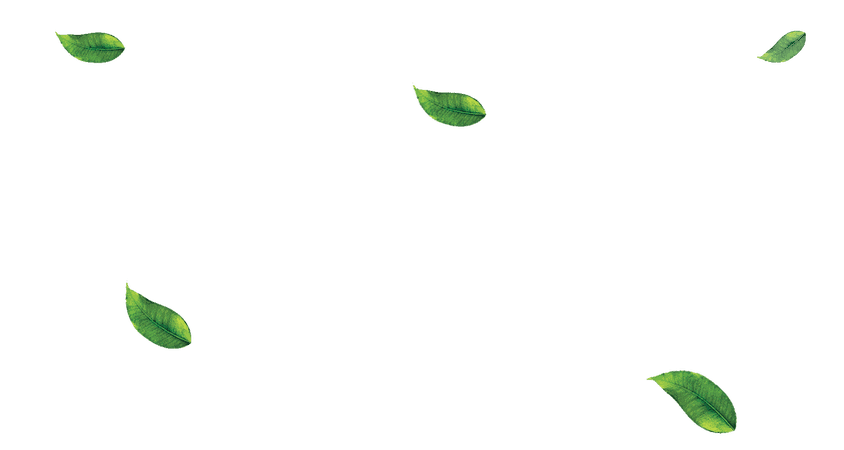 Green-Tea-Leaf.png (1699×906)