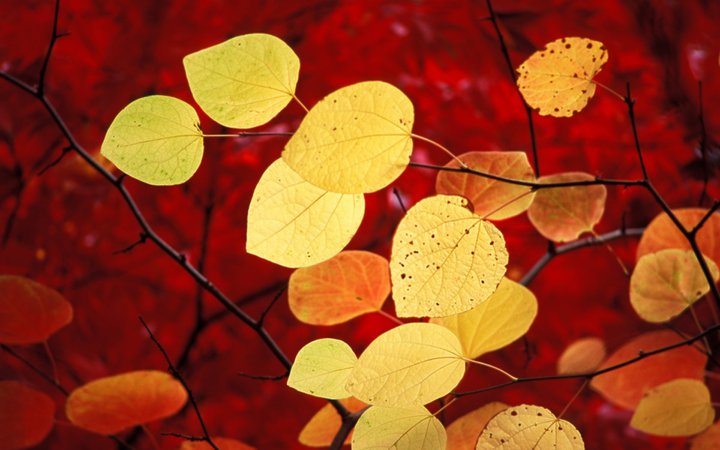 золотые и красные листья: 11 тыс изображений найдено в Яндекс.Картинках