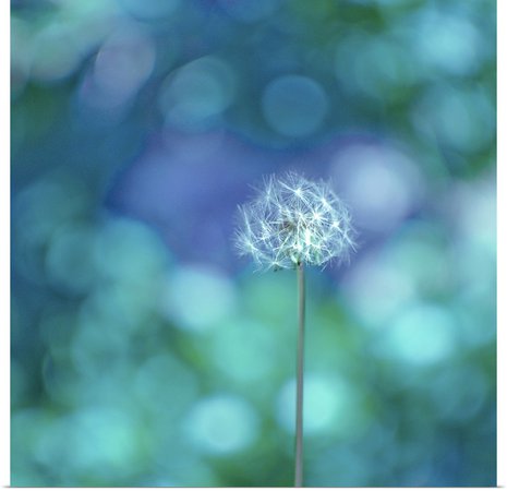 Dandelion with blue and green background. Wall Art, Canvas Prints, Framed Prints, Wall Peels | Great Big Canvas