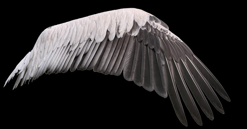 Grey Wings