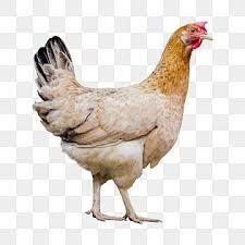 chicken no background - Google Search