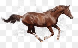 Horse Cartoon png download - 1000*1000 - Free Transparent Andalusian Horse png Download.