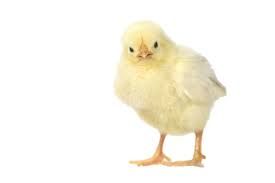 chicken png - Google Search