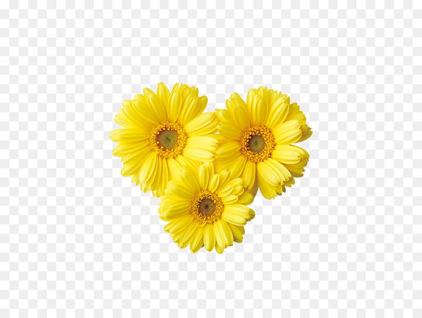 kisspng-common-daisy-yellow-transvaal-daisy-clip-art-bright-flowers-5aa58eef1f0f56.2471086715207994711272.jpg (900×680)