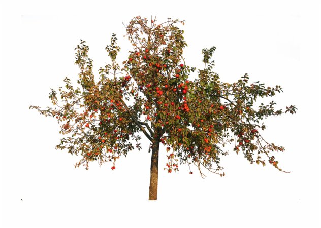 Transparent Apple Trees Apple Tree Autumn Png - Clip Art Library