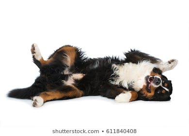Dog On White Background Images, Stock Photos & Vectors | Shutterstock