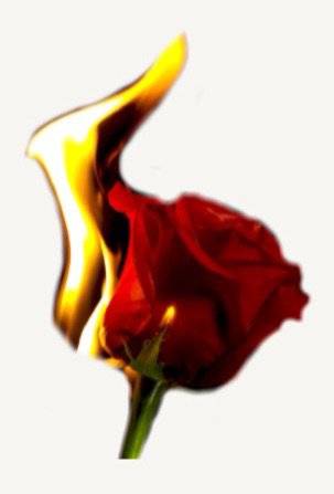 rose on fire