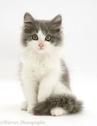 white and gray kitten - Google Search