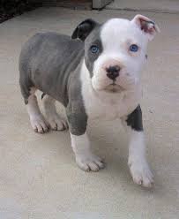 grey and white bully puppy - Google Search