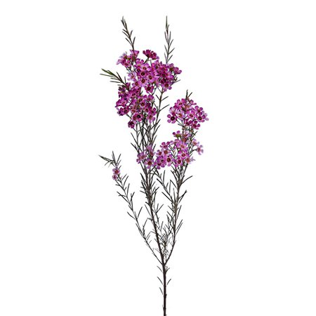 The New Purple Wax Flower | FiftyFlowers.com