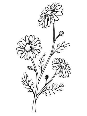chamomile line drawing - Google Search