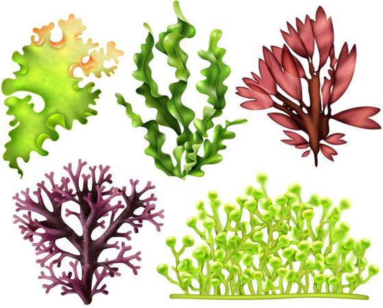 algae illustration – Google Sök