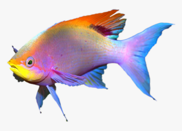 Coral Reef Fish, HD Png Download , Transparent Png Image - PNGitem