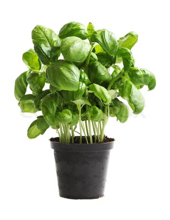 basil pot plant