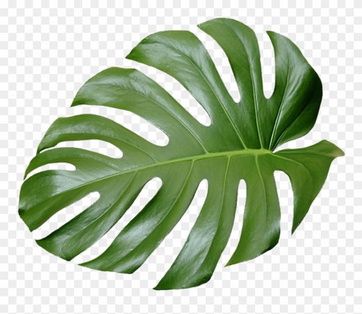 Tropical Leaf Plant Aesthetic Ftestickers Freetoedit - Aesthetic Palm Leaves Png Clipart - Clipart Png Download (#774298) - SeekClipart