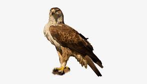 golden eagle png - Google Search