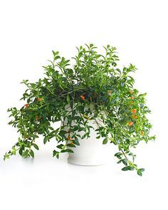 Houseplants for Any Kind of Light