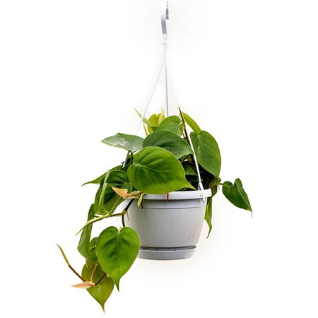 Philodendron scandens Houseplants - Sweetheart Plant - Hortology