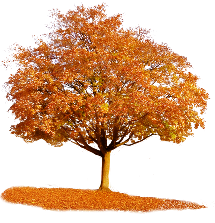 Autumn Tree Transparent - Bing images