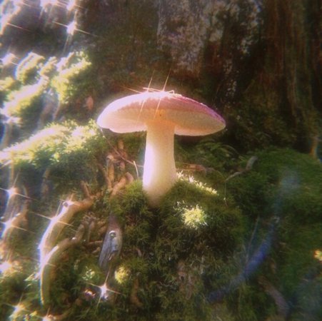mushroom in the sunlight
