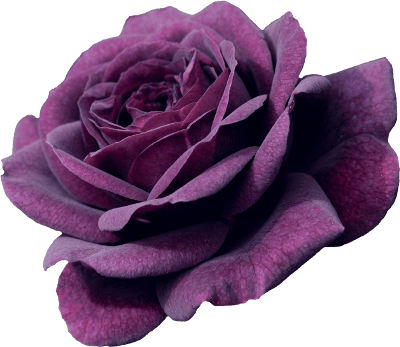 Purple Aesthetic Flower