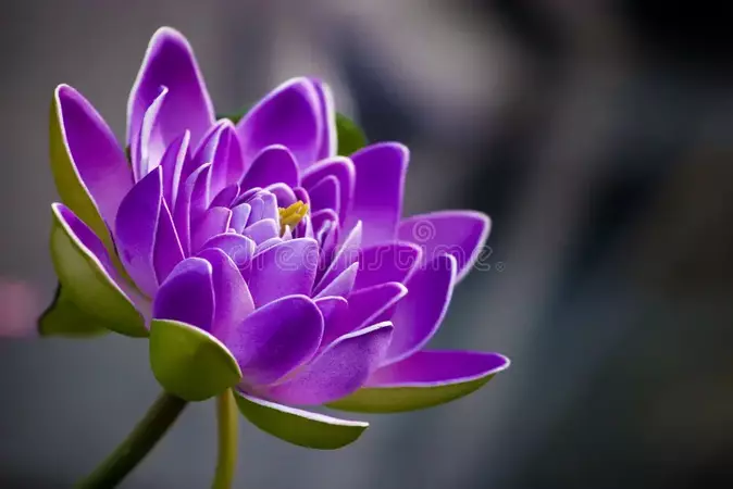 china flower photography - Yahoo Image Search Results