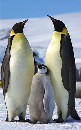emperor penguin (Aptenodytes forsteri)