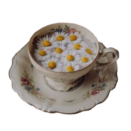 cup of daisies