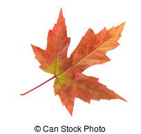 Maple leaf isolated on white background - Maple leaf with... | Fashmates.com