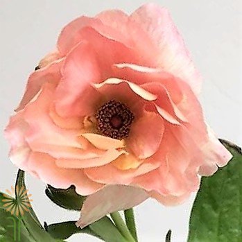 Light Pink Butterfly Ranunculus | Wholesale Flowers & DIY Wedding Flowers
