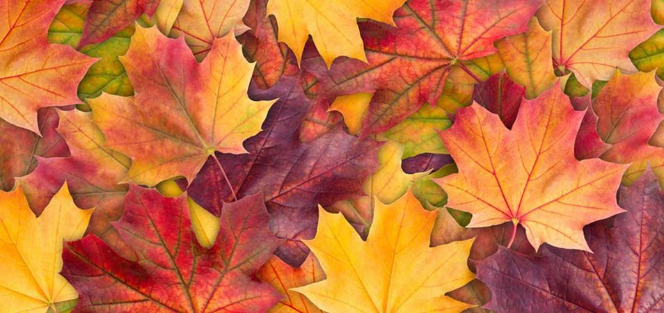 Why Do Leaves Change Color in the Fall? - inChemistry