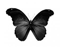 black butterfly - Google Search