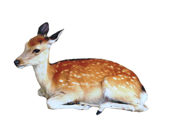 deer png - Google Search