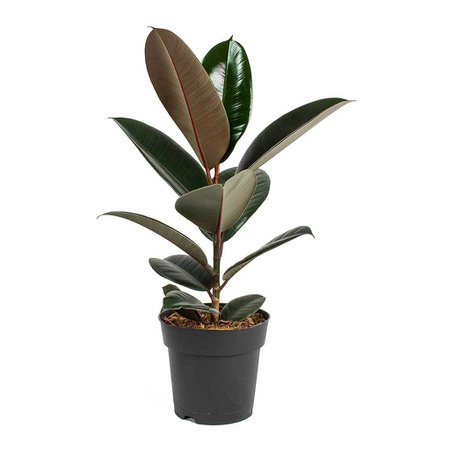 Ficus elastica Abidjan - Rubber Plant - Indoor Plants - Hortology