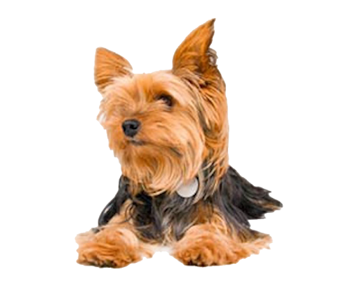 yorkshire terrier png transparent background - Google Search