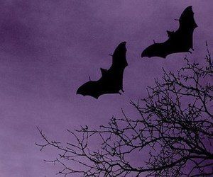 purple bats