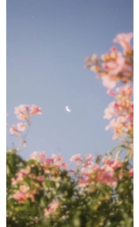 Night | Moon | Flowers | Aesthetic | Photography