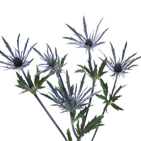 Thistle Blue Flower | FiftyFlowers.com