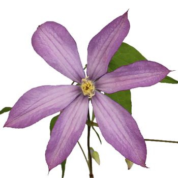 Thistle Pink Clematis Flower | FiftyFlowers.com