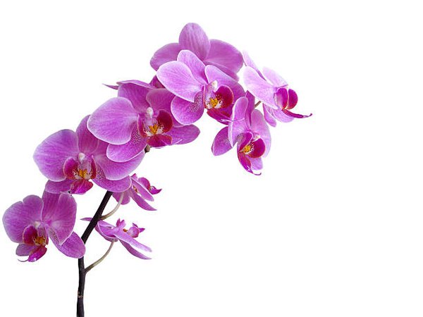 Royalty Free Purple Orchid Pictures, Images and Stock Photos - iStock
