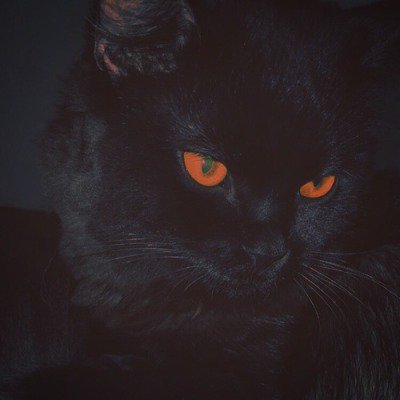 black cats aesthetic | Tumblr