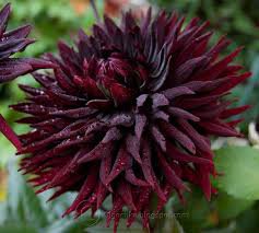 black dhalia flower in the jungle - Google Search