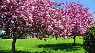 spring backgrounds - Yahoo Image Search Results