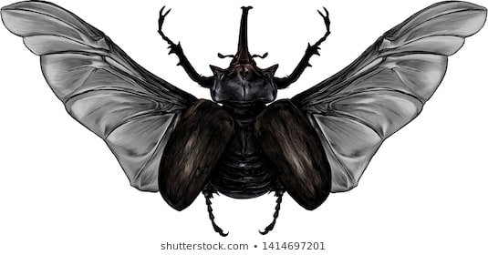 beetle wings