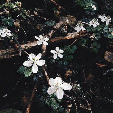 spring aesthetic tumblr - Google Search