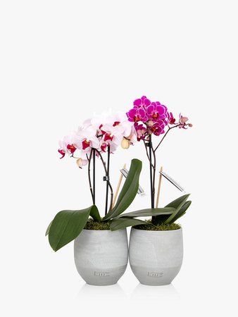 The Little Botanical Mini Orchid Duo at John Lewis & Partners